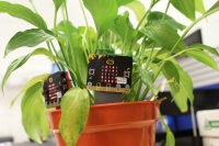 Микробит v1.5 (micro:bit v1.5) продажа только в комплекте с наборами